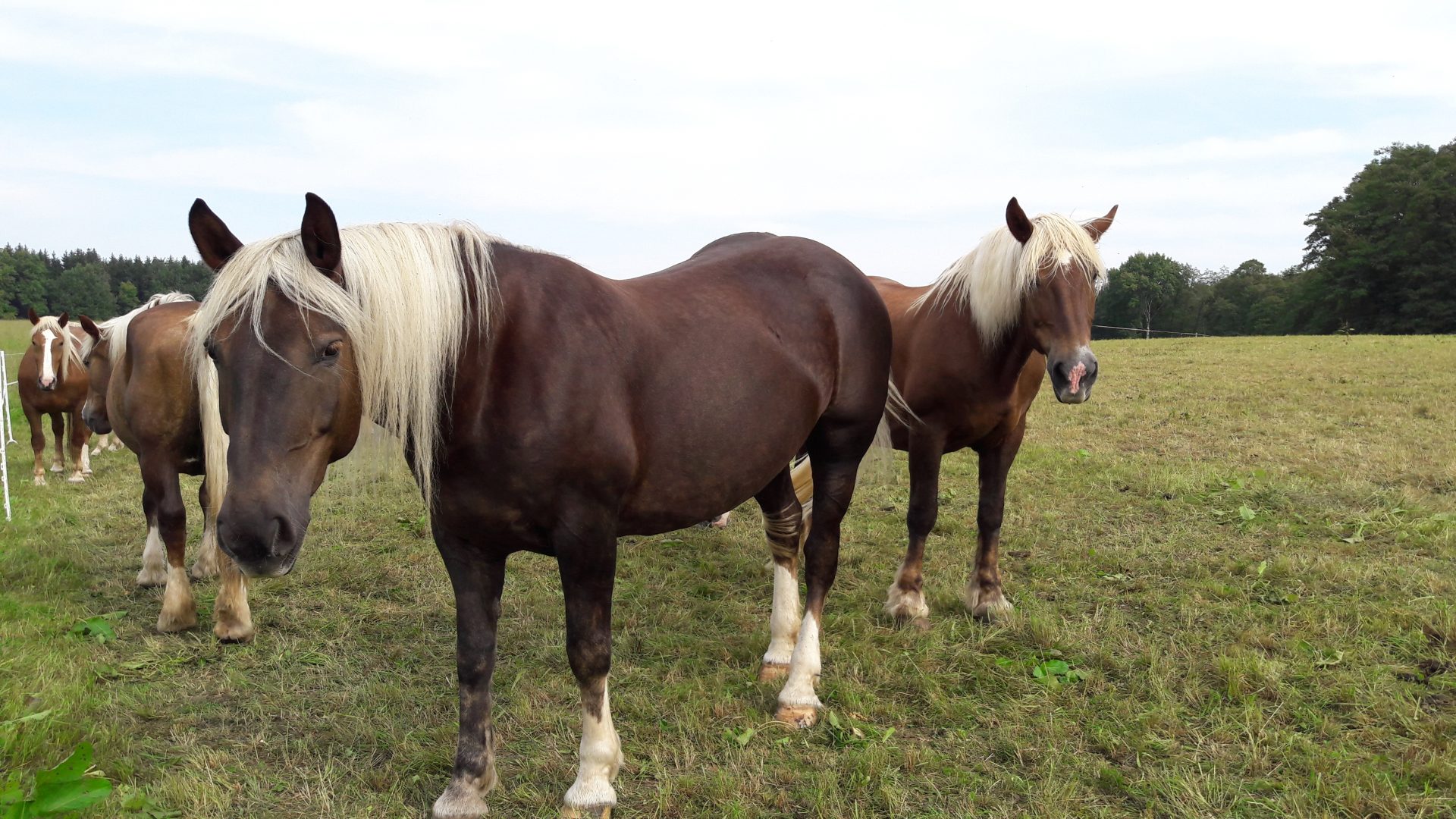 Entwurmung Pferd Wurmkur Strongyliden